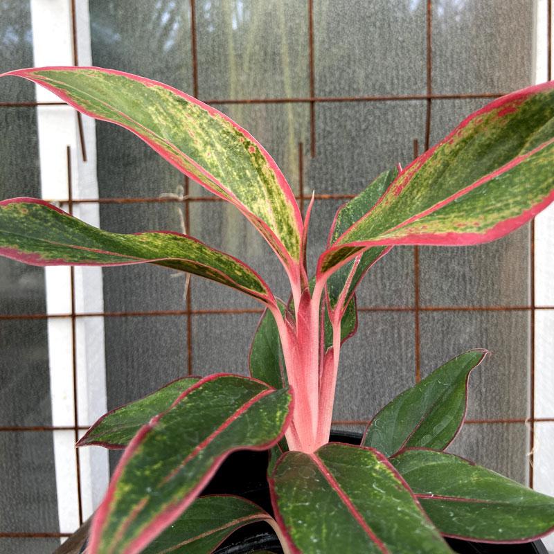 アグラオネマ レッドゴールド Aglaonema Red Gold 5号鉢 Ki Aglaonema 017 Urban Jungle アーバンジャングル 通販 Yahoo ショッピング