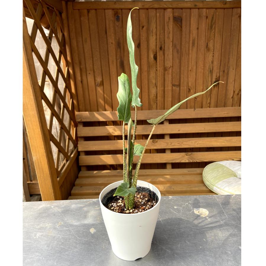 【観葉植物】アロカシア ラウテルバキアナ Alocasia lauterbachiana【4号鉢】｜urbanjungle