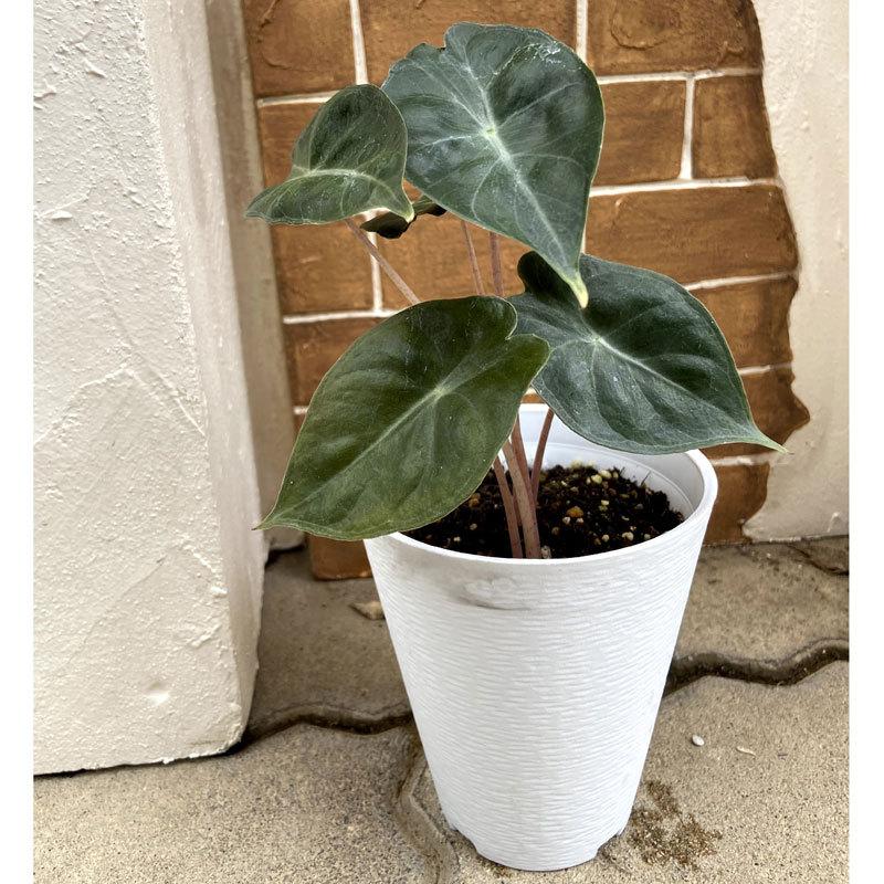 観葉植物 アロカシア ピンクドラゴン Alocasia Pink Dragon 4号鉢 Ki Alocasia 022 Urban Jungle アーバンジャングル 通販 Yahoo ショッピング