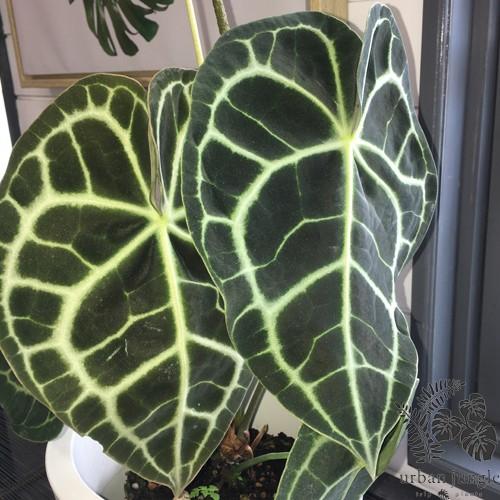 豪華4段 アンスリウム クラリナビューム 希少種 スペシャル限定品 花 ガーデニング 観葉植物 Www Writeawriting Com