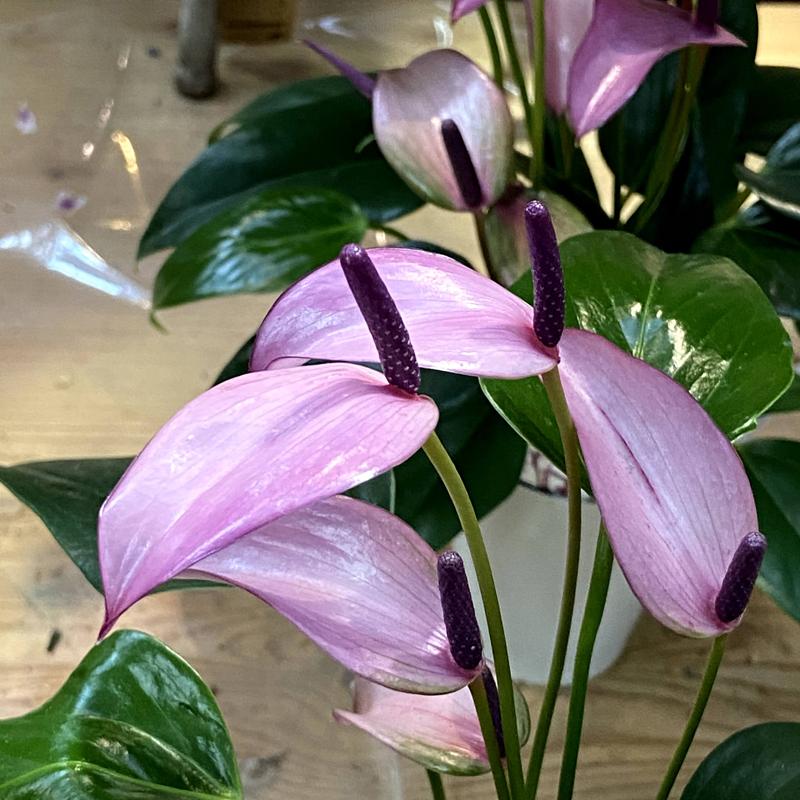 アンスリウム アンドレアナム ジスー ジゾー 3 5 4号 Anthurium Andreanum Zizou Ki Anthurium 028 Urban Jungle アーバンジャングル 通販 Yahoo ショッピング