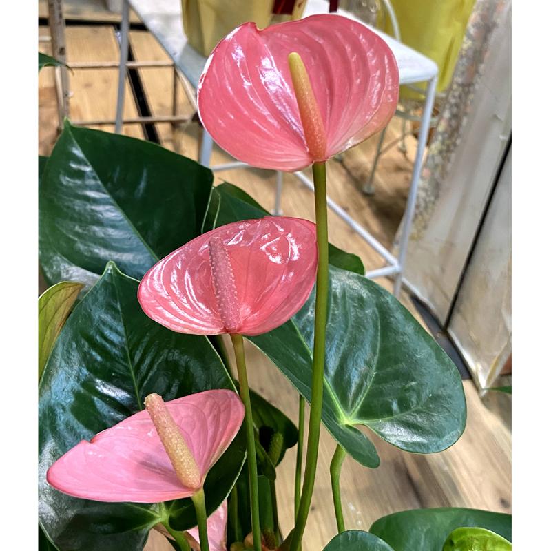 アンスリウム アンドレアナム ロイヤルピンクチャンピオン 6号 Anthurium Andreanum Royal Pink Champion Ki Anthurium 035 Urban Jungle アーバンジャングル 通販 Yahoo ショッピング