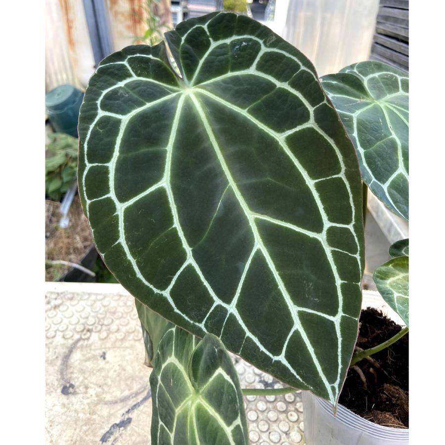 輝く高品質な アンスリウム クリスタリナム ブラックアンドラージ Anthurium Crystalinum Black And Large 超特価激安 Www Thedailyspud Com