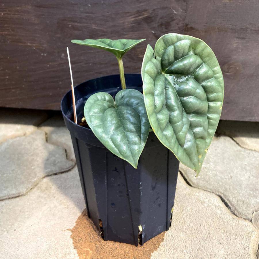 訳あり アンスリウム ルクスリアンス Anthurium Luxurians