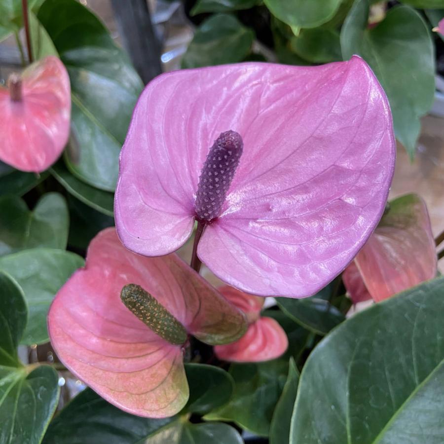 アンスリウム アンドレアナム カバリ キャバリ 4号 Anthurium Andreanum Cavalli Ki Anthurium 064 Urban Jungle アーバンジャングル 通販 Yahoo ショッピング