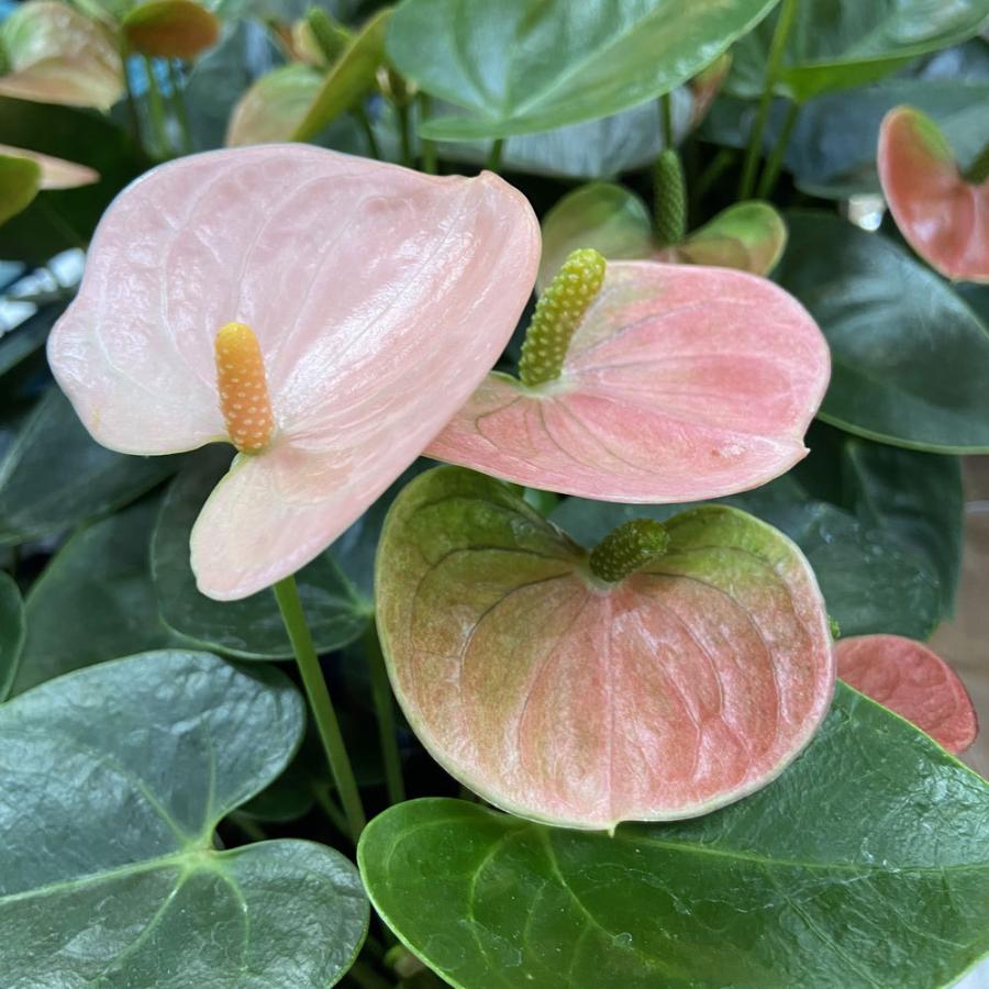 アンスリウム アンドレアナム スピリット 4号 Anthurium Andreanum Spirit Ki Anthurium 065 Urban Jungle アーバンジャングル 通販 Yahoo ショッピング