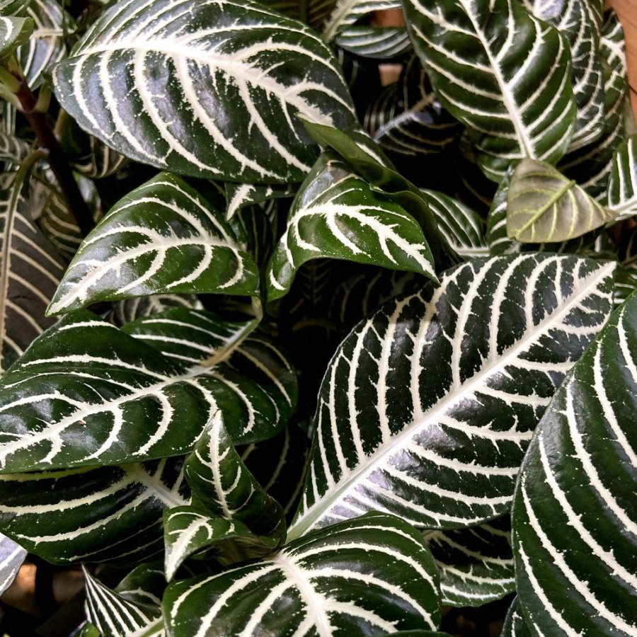 観葉植物 アフェランドラ スクアロサ ダニア Aphelandra Squarrosa Dania ４号 Ki Aphelandra 001 Urban Jungle アーバンジャングル 通販 Yahoo ショッピング