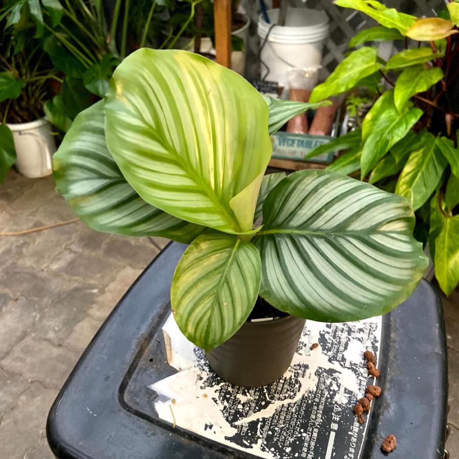 6円 高質で安価 カラテア オルビフォリアcalathea Orbifolia 4号鉢