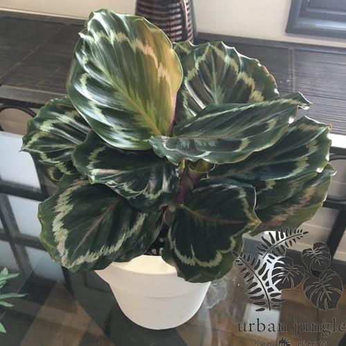 カラテア メダリオンcalathea Veitchiana Medallion 5号鉢 Ki Calathea 008 Urban Jungle アーバンジャングル 通販 Yahoo ショッピング