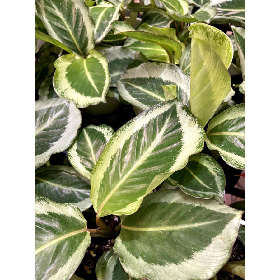 カラテア マリア Calathea 4号鉢 Ki Calathea 023 Urban Jungle アーバンジャングル 通販 Yahoo ショッピング