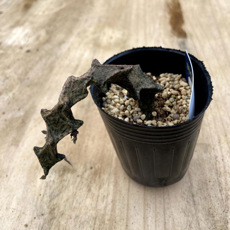 323円 Seal限定商品 多肉植物 ハオルチア オブツーサ トゥルンカータ H Cooper V Truncata Haworthia