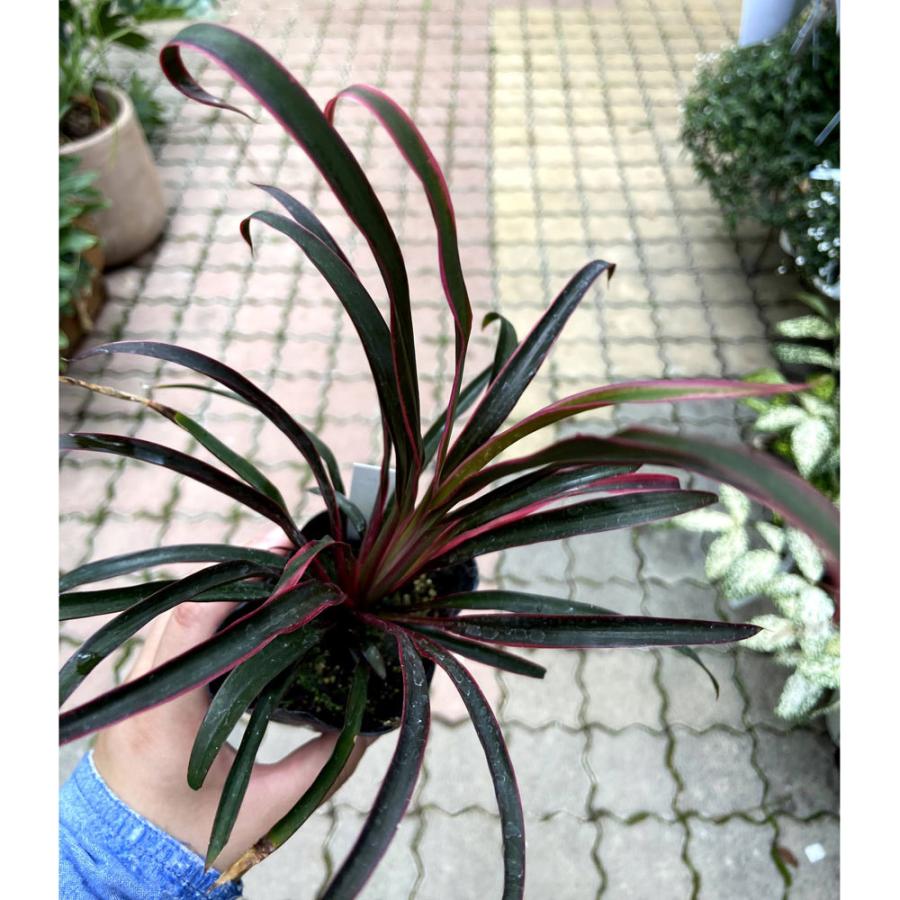 コルディリネ コルジリネ 赤細葉 Cordyline 3 3 5号 Ki Cordyline 011 Urban Jungle アーバンジャングル 通販 Yahoo ショッピング