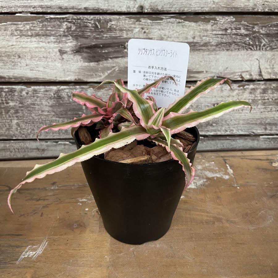観葉植物 クリプタンサス ピンクスターライトの苗木 ４号ポット苗 Cryptanthus Bivittatus Pink Star Light Ki Cryptanthus 002 Urban Jungle アーバンジャングル 通販 Yahoo ショッピング