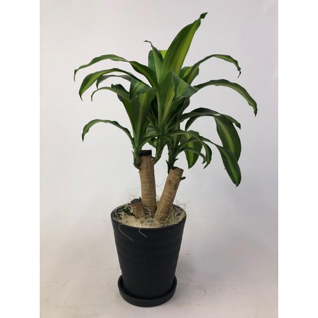 ドラセナ フレグランス フラグランス マッサンゲアナ Dracaena Fragrans Massangeana 6号鉢 Ki Dracaena 005 Urban Jungle アーバンジャングル 通販 Yahoo ショッピング