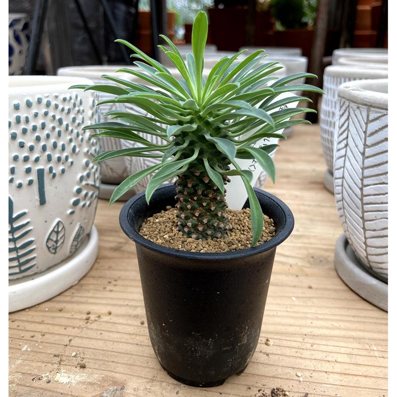 ユーフォルビア ハンディエンシス 0543 楽天最安値に挑戦 0543