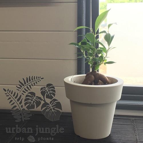 ガジュマル フィカス ミクロカルパ レツーサ Ficus Microcarpa Ficus Retusa 5号鉢 Ki Ficus 001 Urban Jungle アーバンジャングル 通販 Yahoo ショッピング