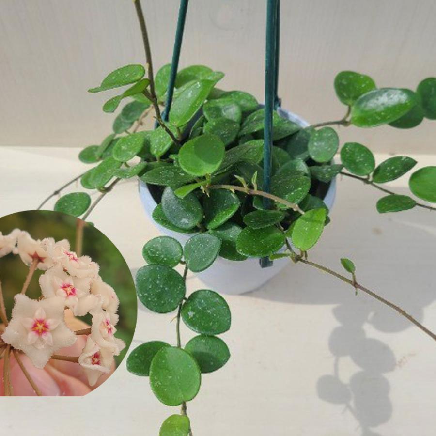 観葉植物 ホヤ マチルダ 3 5号 Hoya Mathilde Ki Hoya 016 2 Urban Jungle アーバンジャングル 通販 Yahoo ショッピング