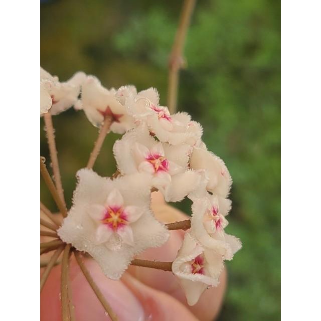 新品本物 観葉植物 ホヤ マチルダ 3 5号 Hoya Mathilde Aynaelda Com