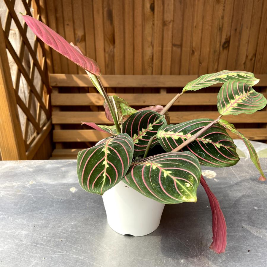 マランタ'レウコネウラ・エリスロネウラ(エリトロネウラ)/ボスダス 'Maranta'leuconeura var.erythroneura'【3.5- 4号鉢】 :ki-maranta-002-04:Urban Jungle-アーバンジャングル - 通販 - Yahoo!ショッピング マランタ'レウコネウラ・エリスロネウラ(エリトロネウラ)/ボスダス 'Maranta'leuconeura var.erythroneura'【3.5- 4号鉢】 :ki-maranta-002-04:Urban Jungle-アーバンジャングル - 通販 - Yahoo!ショッピング