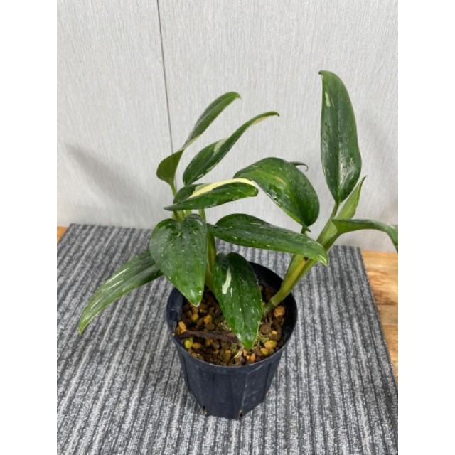 斑入りハネカズラ モンステラ・スタンデリアナ・バリエガータ 4号　 Monstera standleyana variegata｜urbanjungle｜02