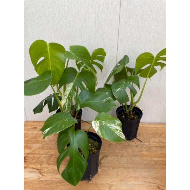 斑入りモンステラ・デリシオーサ・ボルシギアーナ"アルボバリエガータ"　5号　Monstera deliciosa var.borsigiana"albovariegat"｜urbanjungle｜03