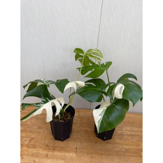 上物　斑入りモンステラ・デリシオーサ・ボルシギアーナ"アルボバリエガータ"　5号　Monstera deliciosa var.borsigiana"albovariegat"｜urbanjungle｜02