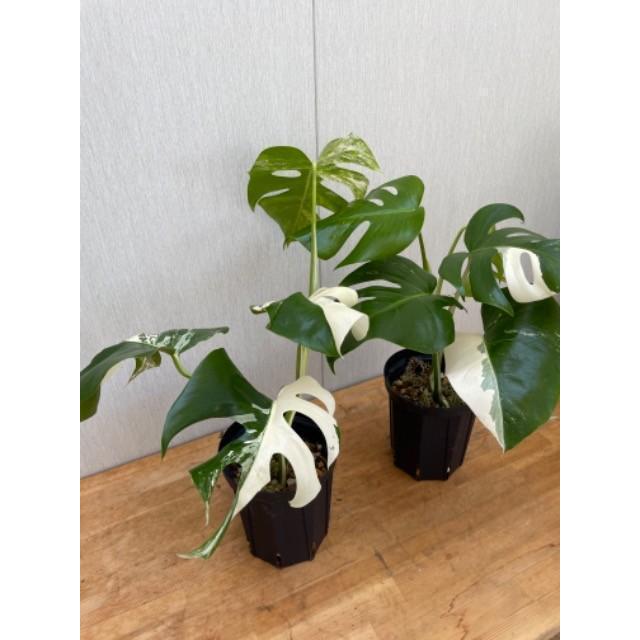 上物　斑入りモンステラ・デリシオーサ・ボルシギアーナ"アルボバリエガータ"　5号　Monstera deliciosa var.borsigiana"albovariegat"｜urbanjungle｜03