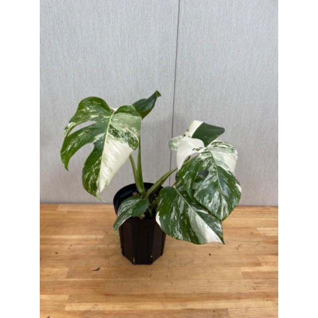 極上　斑入りモンステラ・デリシオーサ・ボルシギアーナ"アルボバリエガータ"　5号　Monstera deliciosa var.borsigiana"albovariegat"｜urbanjungle｜02