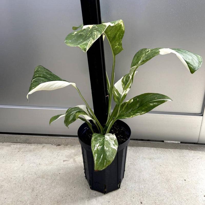 斑入りモンステラ　レクレリアナ　バリエガータ Monstera lechleriana variegata　レア・希少植物