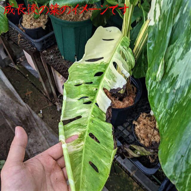 斑入りモンステラ　レクレリアナ　バリエガータ Monstera lechleriana variegata　レア・希少植物 