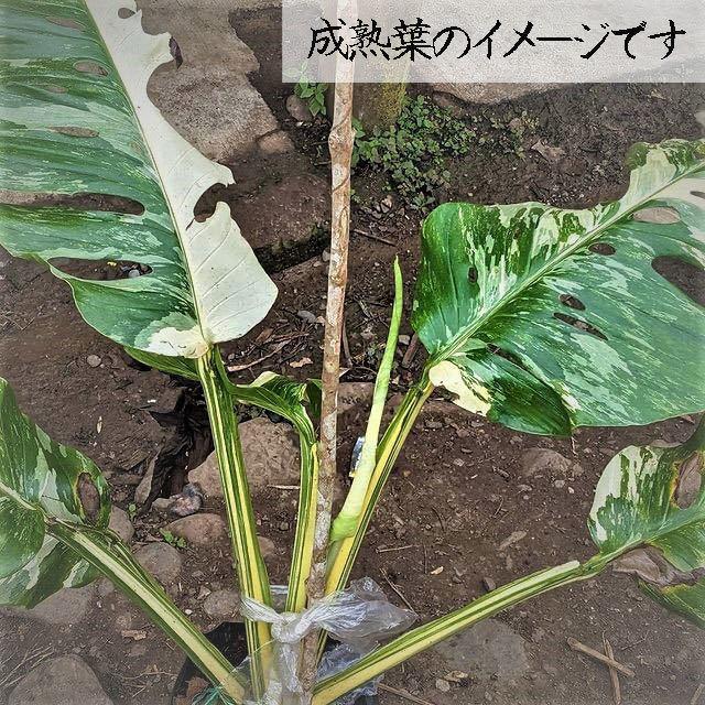 斑入りモンステラ　レクレリアナ　バリエガータ Monstera lechleriana variegata　レア・希少植物 