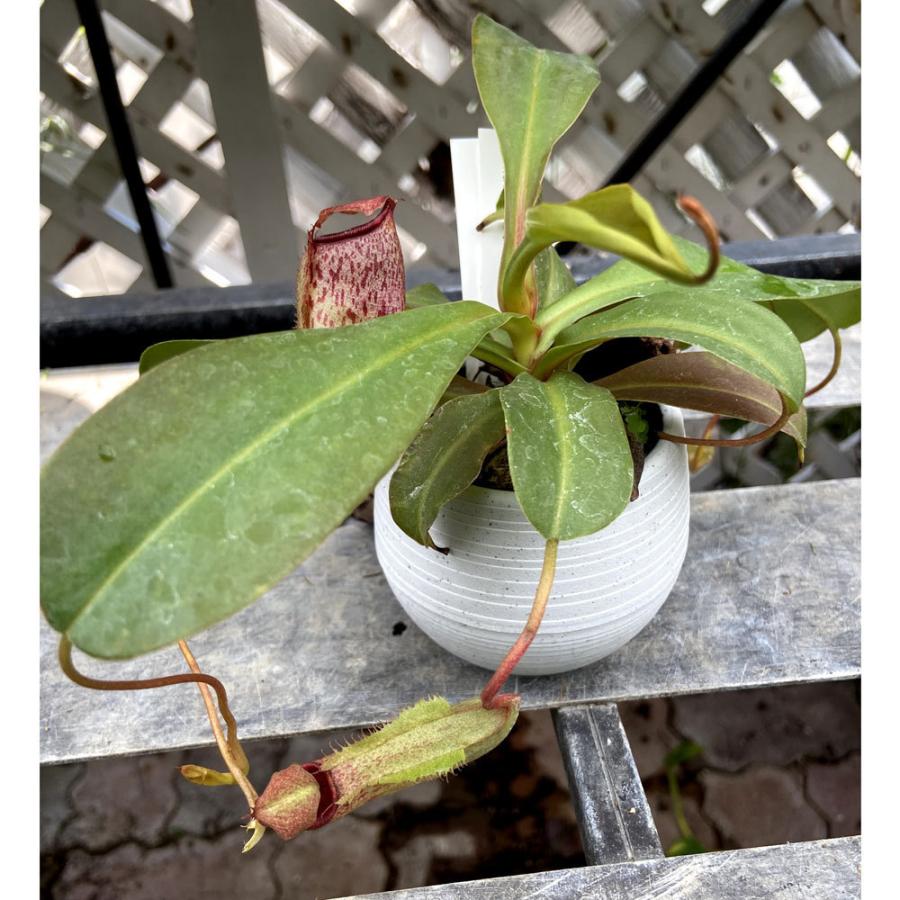 観葉植物 ネペンテス ミミ Nepenthes Mimi Ventiricosa Maxima Talangensis 2 3号 Ki Nepenthes 005 Urban Jungle アーバンジャングル 通販 Yahoo ショッピング