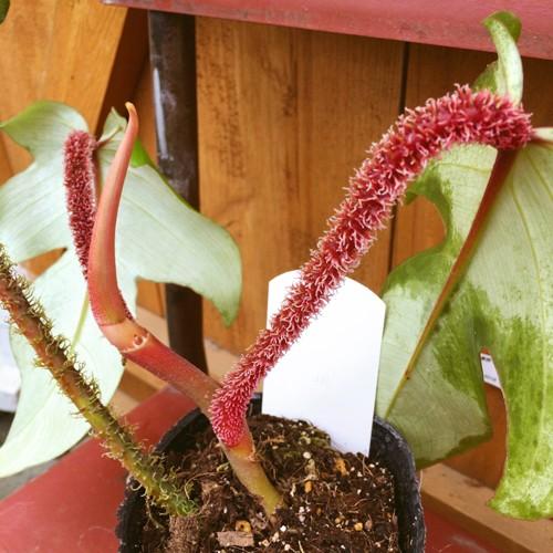 フィロデンドロン スクアミフェルム Philodendron Squamiferum 5号鉢 Ki Philodendron 001 Urban Jungle アーバンジャングル 通販 Yahoo ショッピング