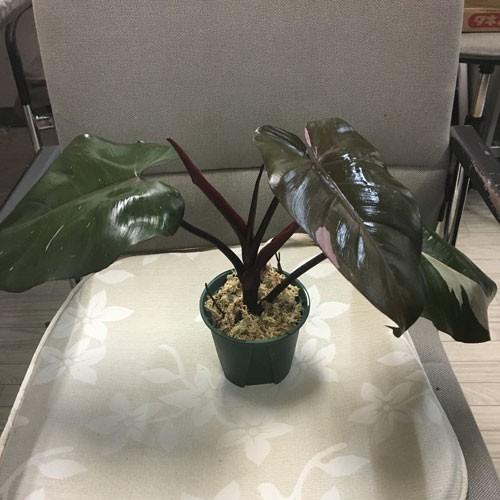 フィロデンドロン ピンクプリンセス Philodendron Pink Princess Ki Philodendron 002 Urban Jungle アーバンジャングル 通販 Yahoo ショッピング