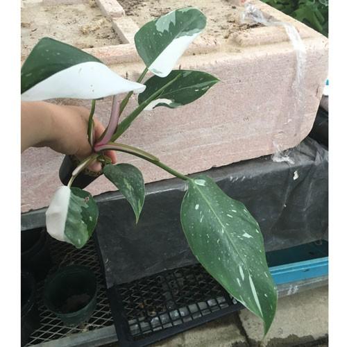 フィロデンドロン ホワイトプリンセス Philodendron Erubescens White Princess Ki Philodendron 025 Urban Jungle アーバンジャングル 通販 Yahoo ショッピング