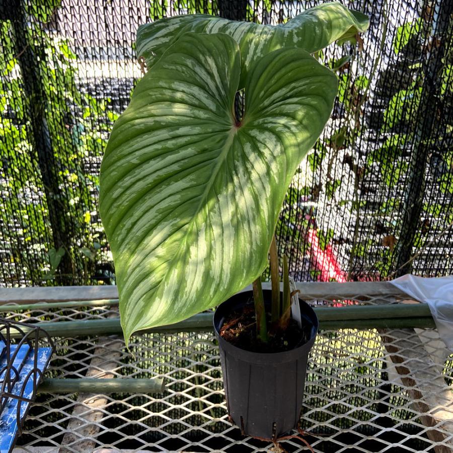 フィロデンドロン・プロウマニー レギュラーフォーム Philodendron plowmanii :ki-philodendron-042:Urban Jungle-アーバンジャングル - 通販 - Yahoo!ショッピング フィロデンドロン・プロウマニー レギュラーフォーム Philodendron plowmanii :ki-philodendron-042:Urban Jungle-アーバンジャングル - 通販 - Yahoo!ショッピング