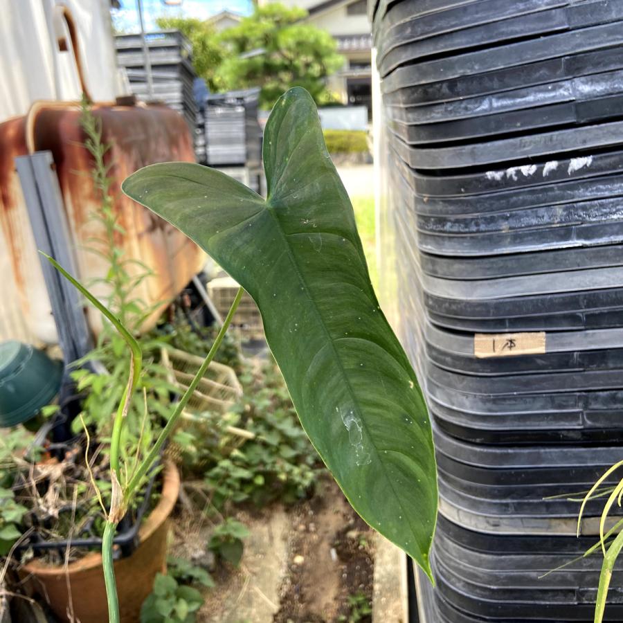 urbanjungle_ki-philodendron-048