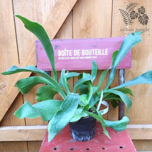 ビカクシダ コウモリラン プラティケリウム ビフルカツム ネザーランド Platycerium Bifurcatum Netherlands 3 5号ポット Ki Platycerium 008 Urban Jungle アーバンジャングル 通販 Yahoo ショッピング