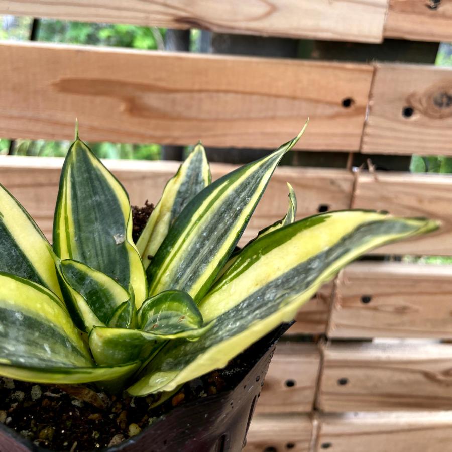 直営店 サンスベリア スパーバハニー ３ 3 5号