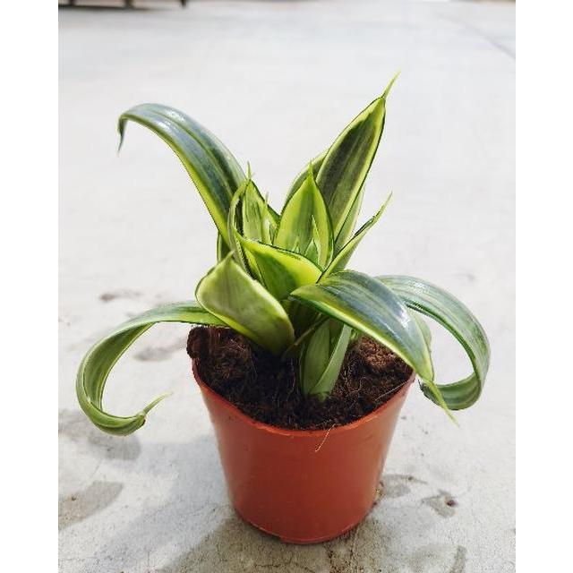 観葉植物 サンセベリア トリファスキアタ グレイハニー Sansevieria Trifasciata Gray Hahnii 3 5 4号 Ki Sansevieria 006 Urban Jungle アーバンジャングル 通販 Yahoo ショッピング