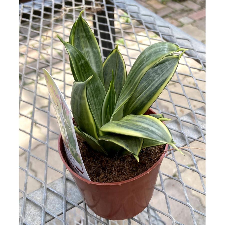 観葉植物 サンセベリア トリファスキアタ グレイハニー Sansevieria Trifasciata Gray Hahnii 3 5 4号 Ki Sansevieria 006 Urban Jungle アーバンジャングル 通販 Yahoo ショッピング