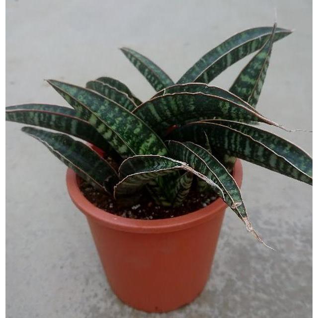 観葉植物 サンセベリア フィッシェリー フィッシャリー フィッシュリー 3 5 4号 Ki Sansevieria 014 Urban Jungle アーバンジャングル 通販 Yahoo ショッピング