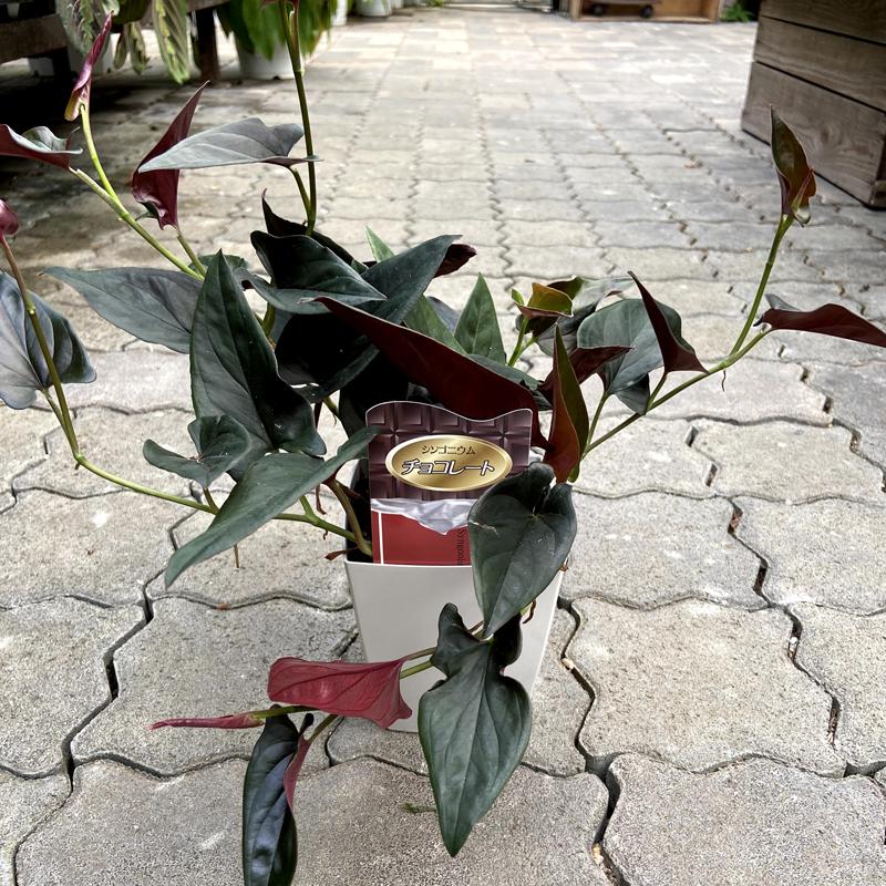 シンゴニウム エリスロフィルム チョコレート Syngonium Erythrophyllum 4号鉢 Ki Syngonium 005 Urban Jungle アーバンジャングル 通販 Yahoo ショッピング