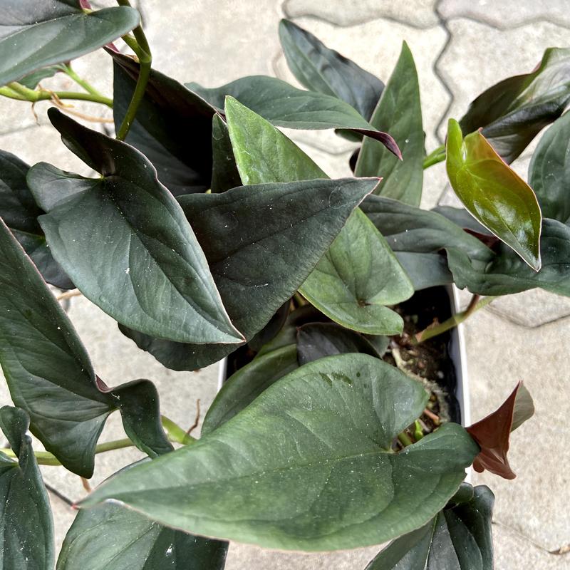 シンゴニウム エリスロフィルム チョコレート Syngonium Erythrophyllum 4号鉢 Ki Syngonium 005 Urban Jungle アーバンジャングル 通販 Yahoo ショッピング