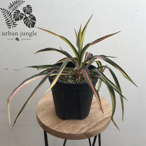 ユッカ・フィラメントーサ・カラーガードYucca filamentosa 'Color
