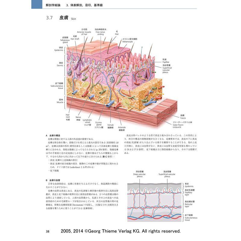 プロメテウス解剖学アトラス 解剖学総論/運動器系 第3版 解剖学総論/運動器系 第3版