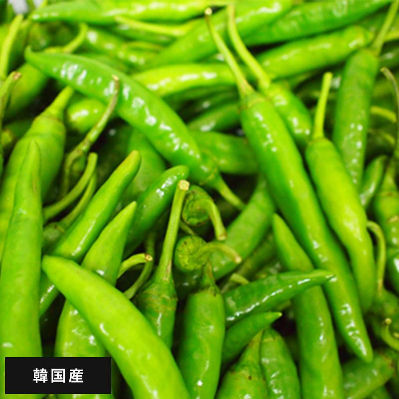 餃子 青とん餃子　韓国餃子 マンドゥ冷凍 辛い餃子 唐辛子 青とん餃子 18個×1袋 /  青唐辛子 焼き餃子 スープ餃子  鍋 韓国料理 韓国 コリアン |  | 05