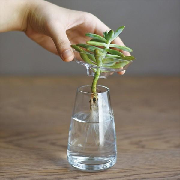 花器 830ml 大 ガラス花器 サボテン 花瓶 ガラス 生け花 花器 830ml 大 ガラス花器 サボテン 花瓶 ガラス 生け花