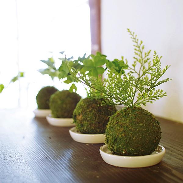 盆栽 『イタビ』インテリア 観葉植物 ガーデニング 苔 送料無料 b224 苔盆栽 コケ 苔玉 人工 観葉植物 インテリア リアル 消臭 抗菌 ミニ