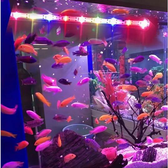 USB電源 LED水槽ライト アクアリウムライト 37cm : うさぎのインク屋 